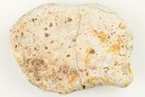 Fossil Phytosaur Scute - New Mexico #192906-1